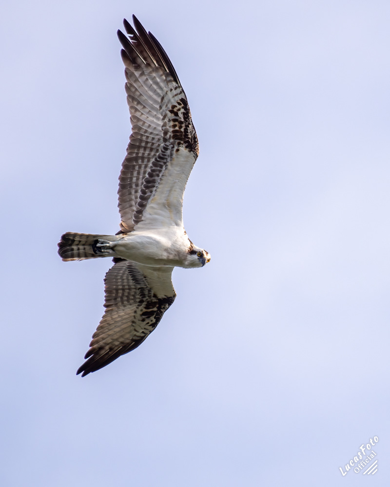 Osprey