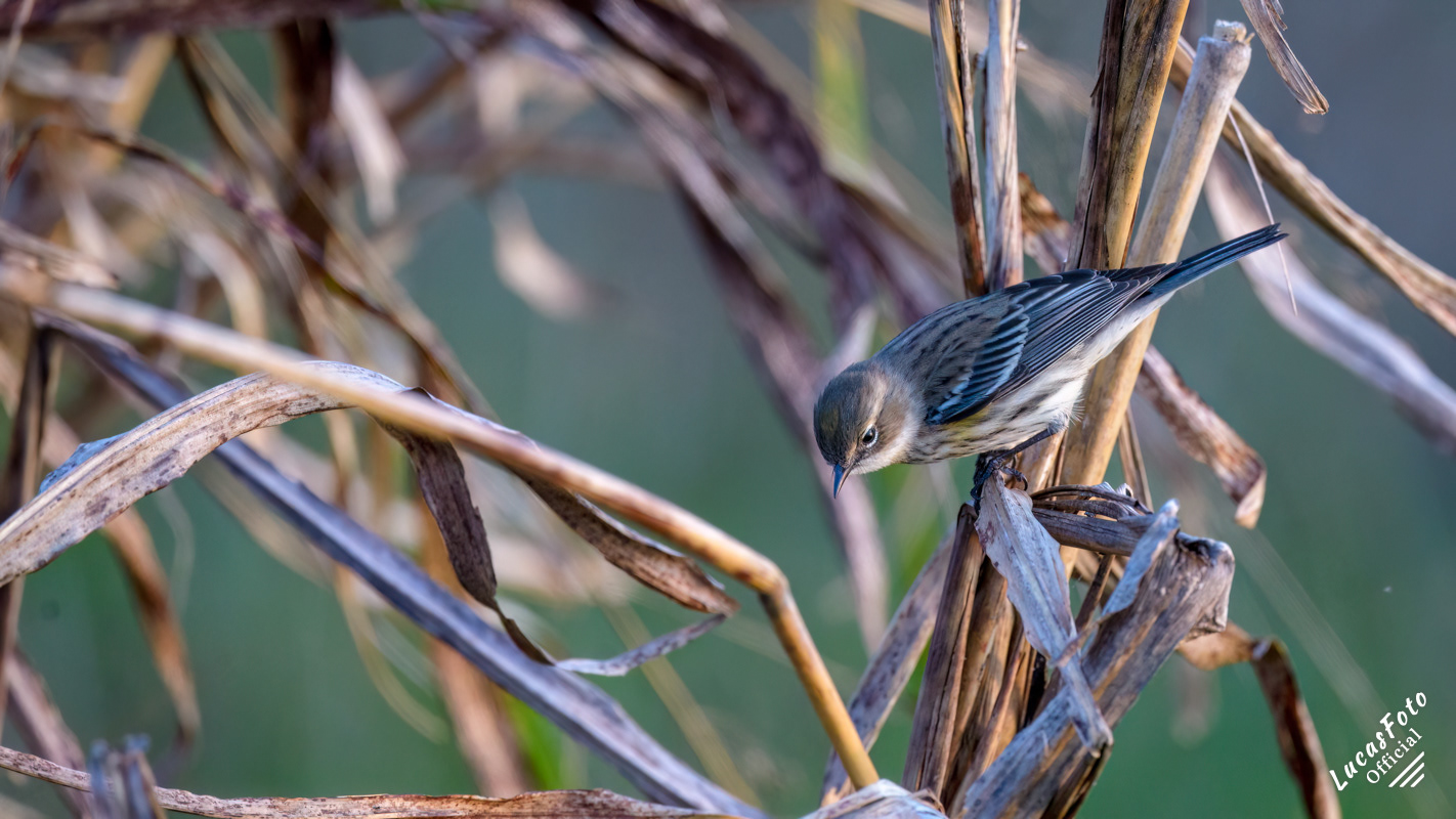 Yellow-rumped Warbler