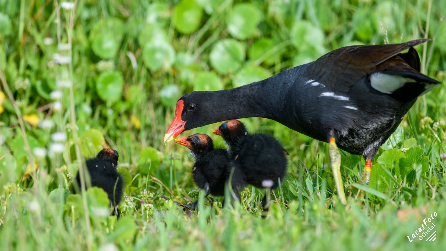 Common Gallinule