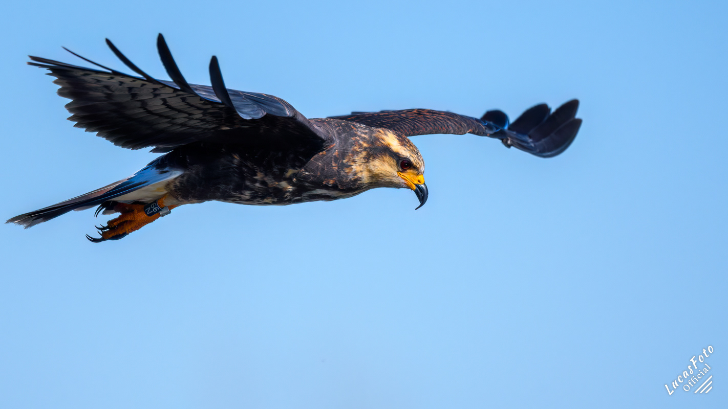 Snail Kite