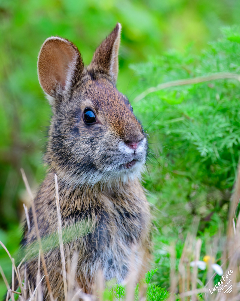 Marsh Rabbit