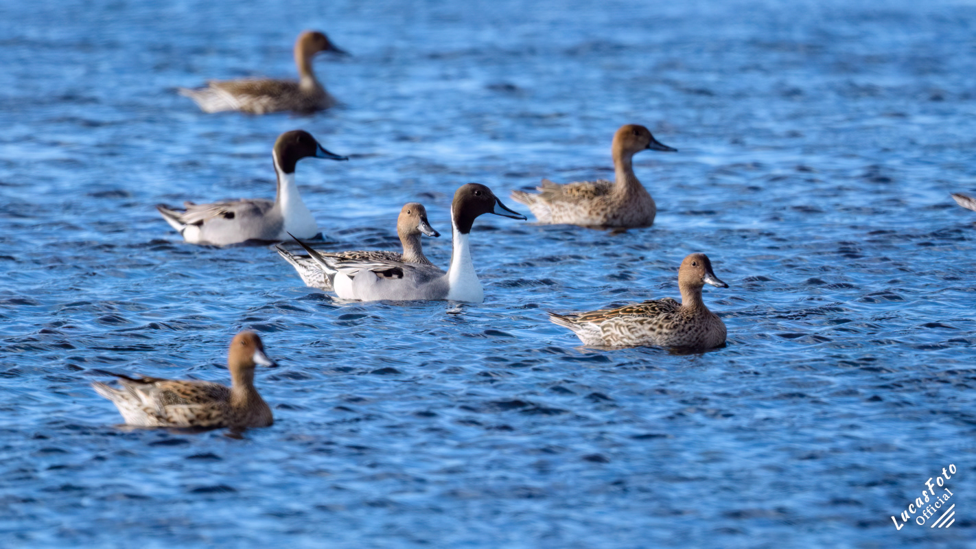 Northern Pintail