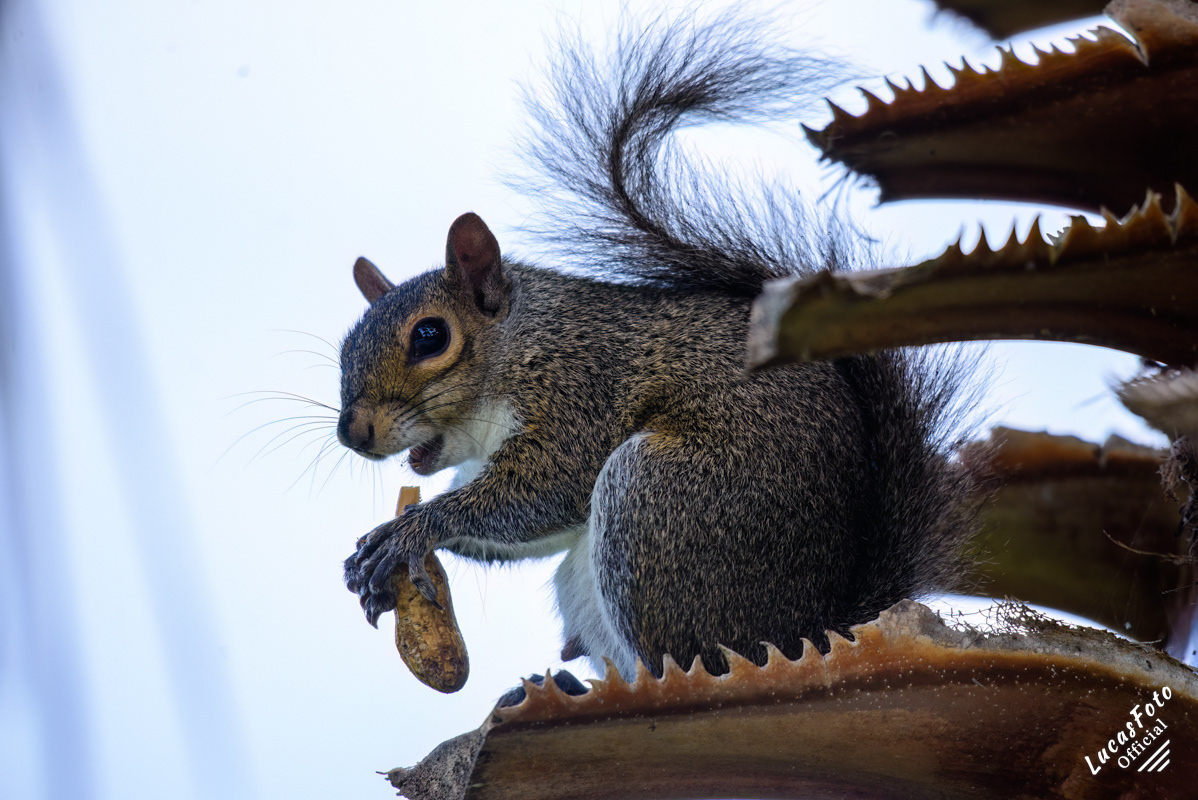 Gray Squirrel