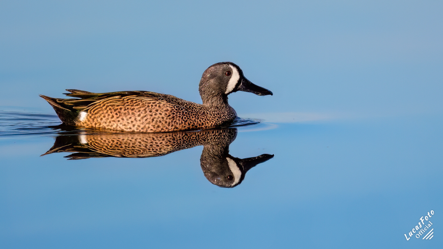 Blue-winged Teal