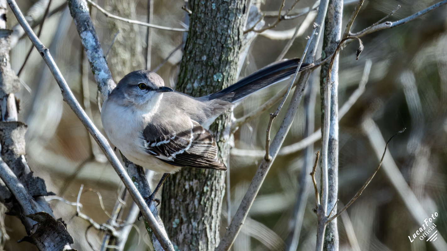 Northern Mockingbird