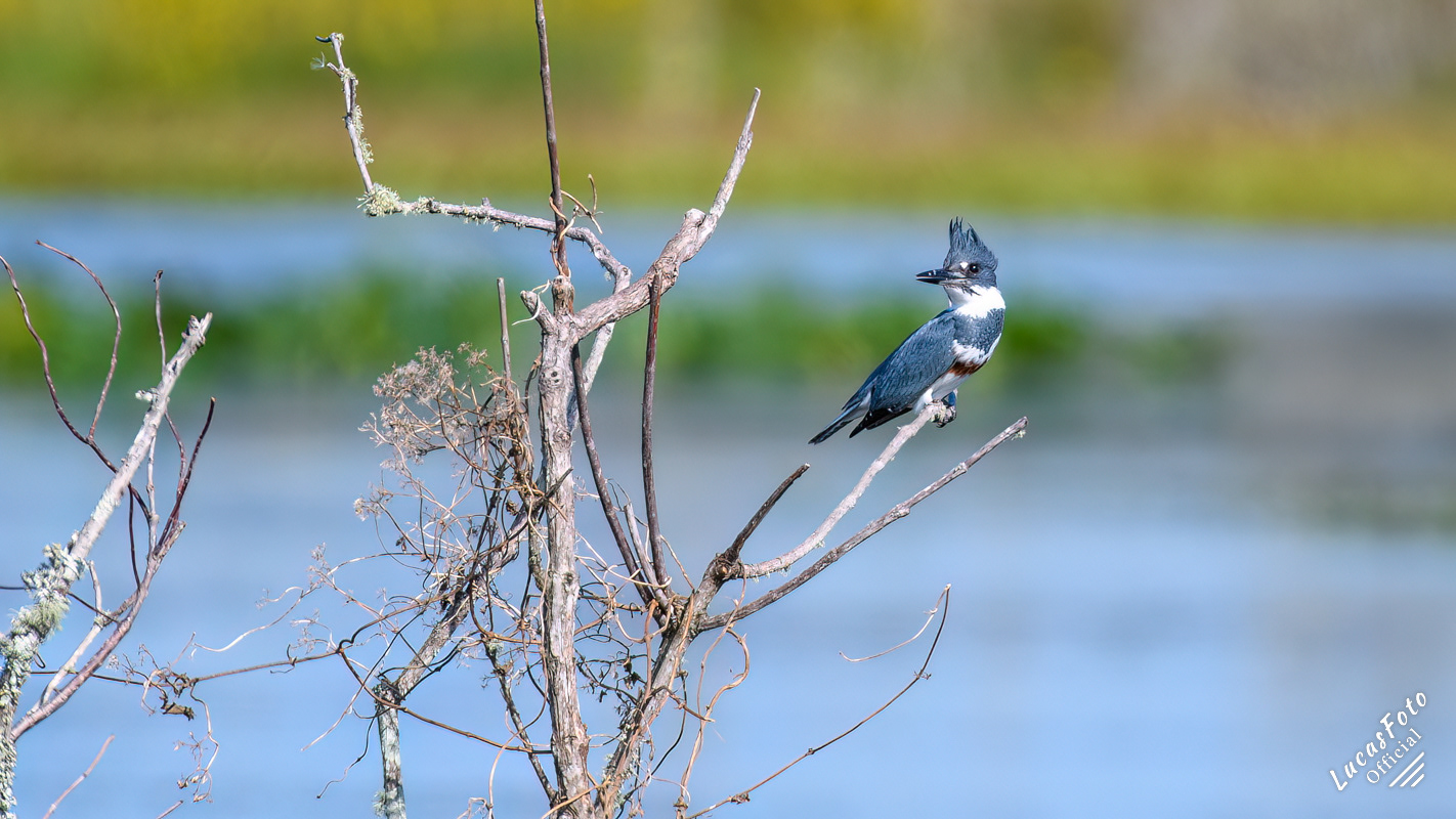 Belted Kingfisher