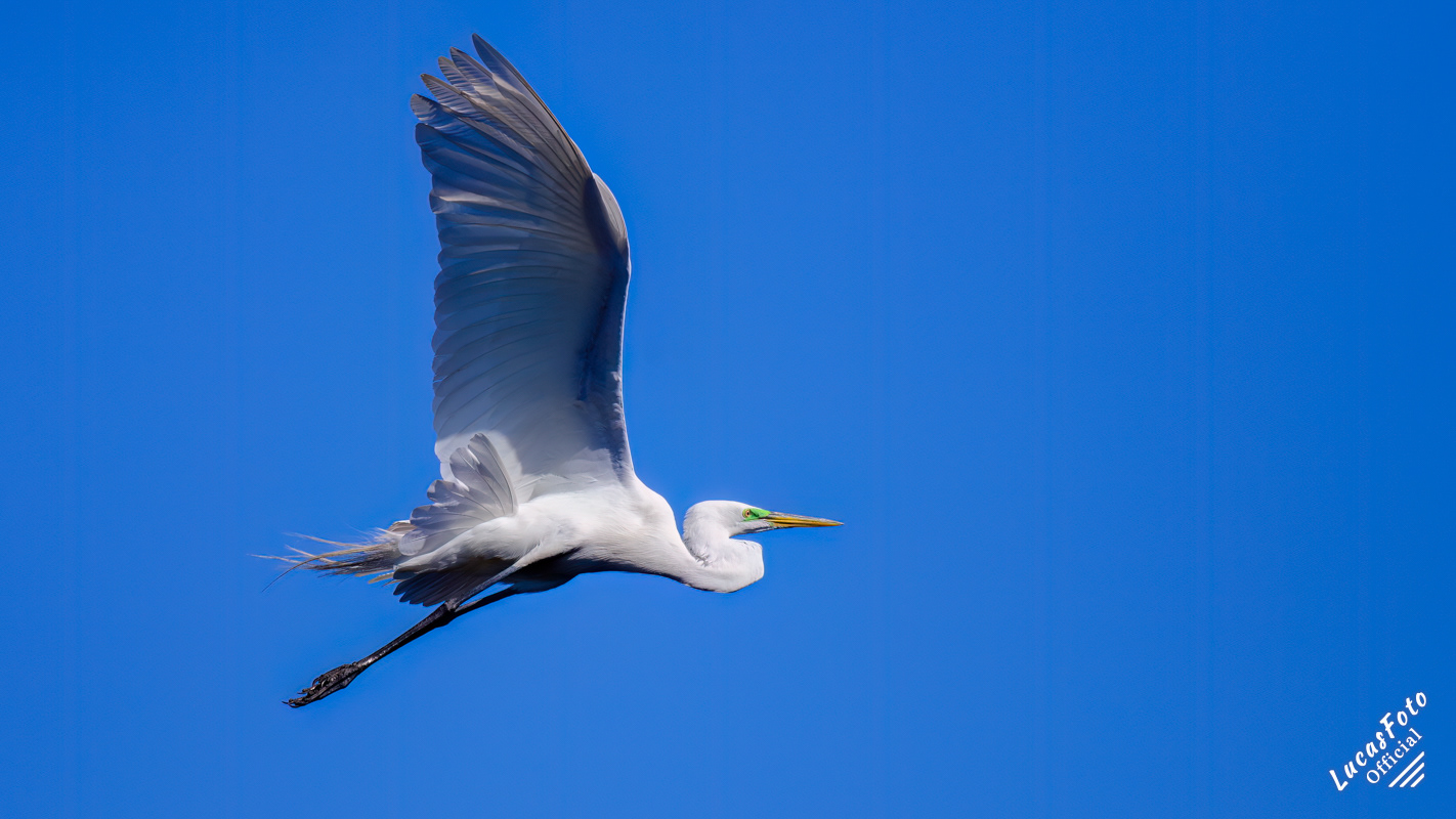 Great Egret