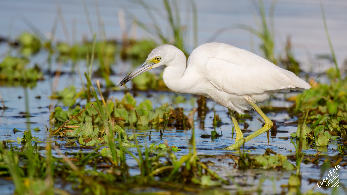 Juvenile Little Blue Heron