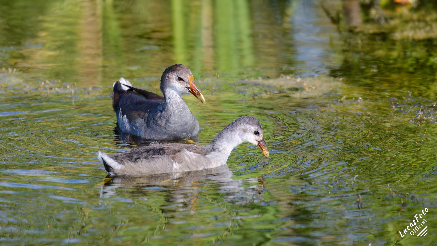 Common Gallinule
