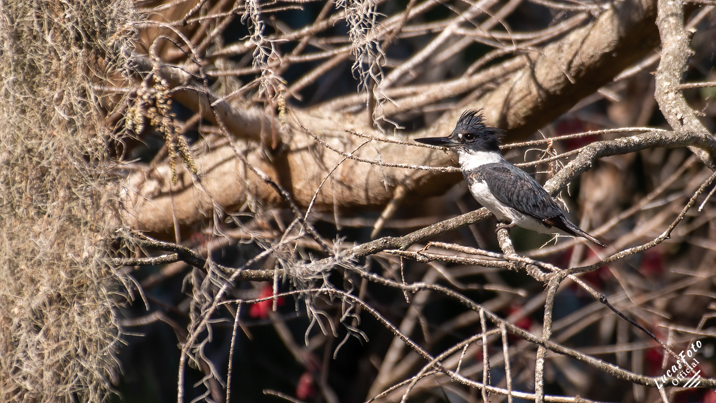 Belted Kingfisher