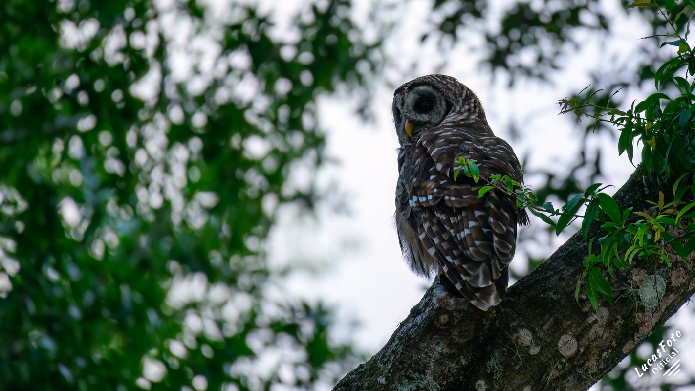Barred Owl