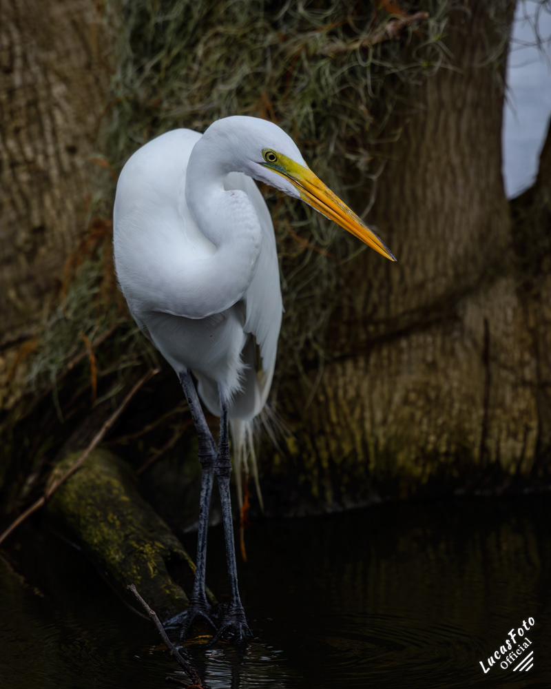Great Egret