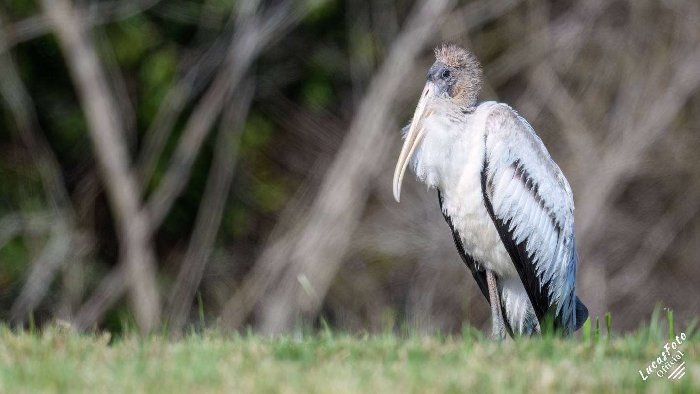 Wood Stork