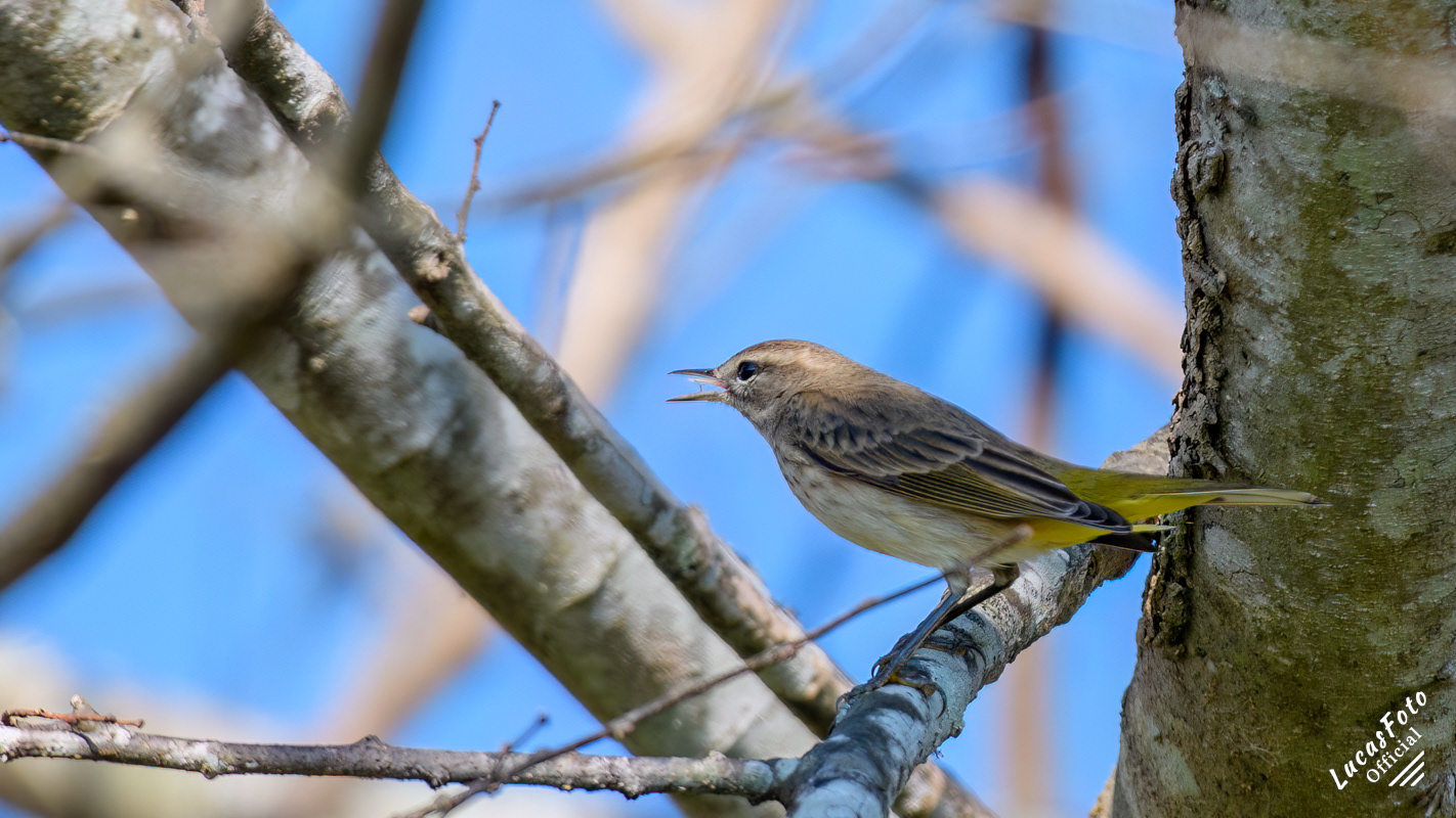 Palm Warbler
