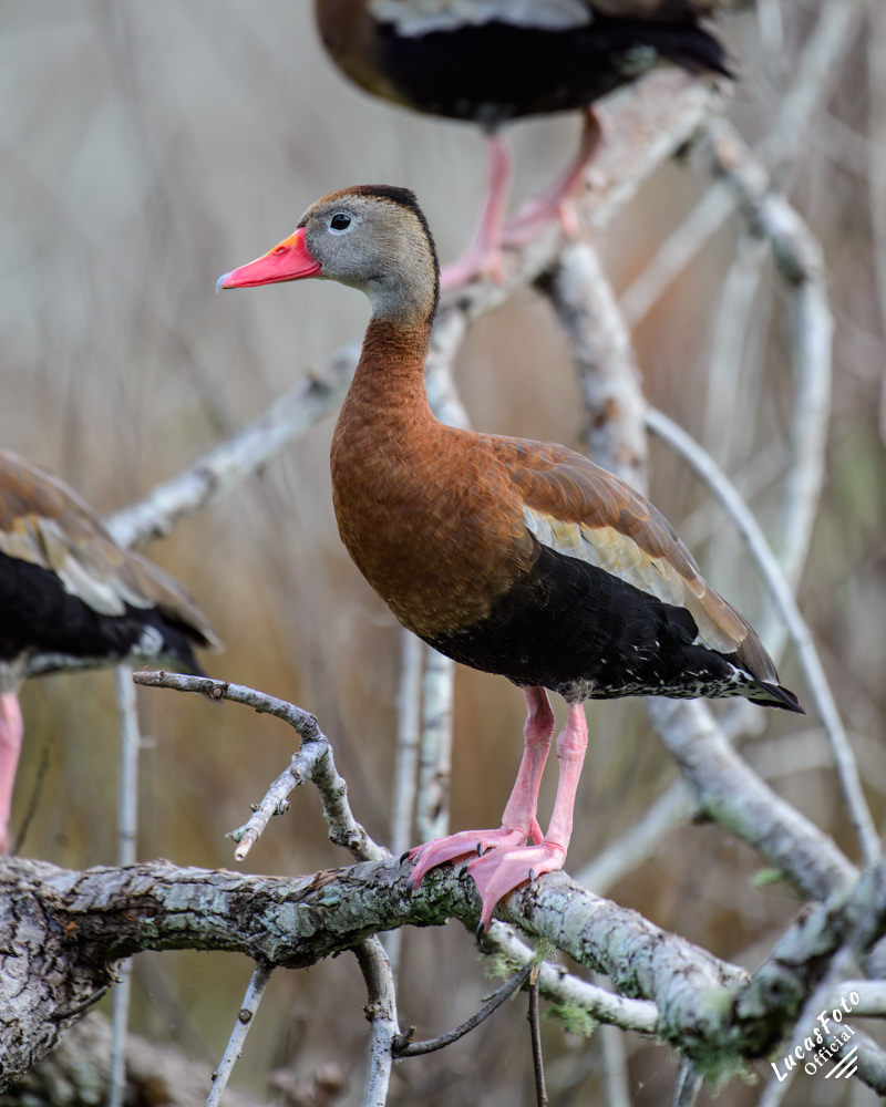 Black-bellied Whistling-Duck