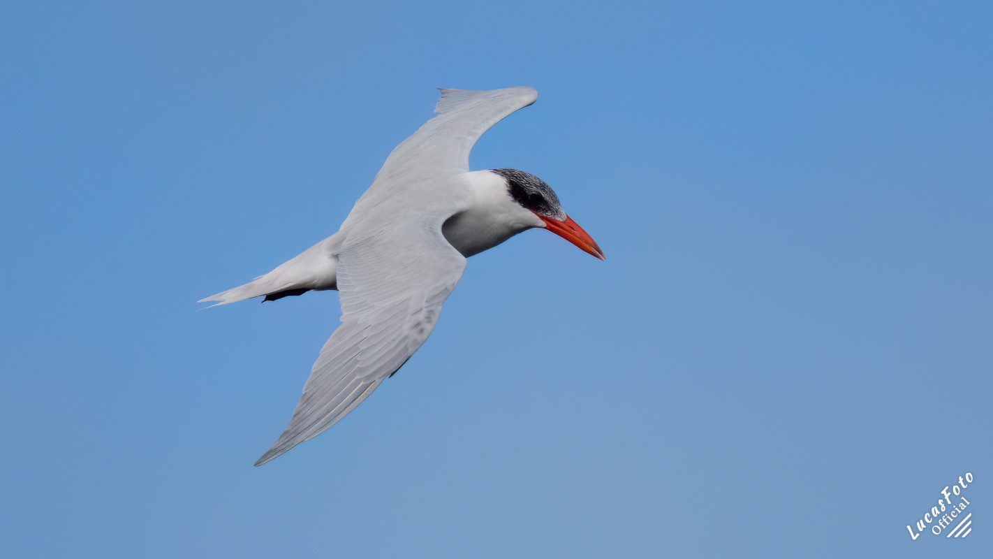 Caspian Tern