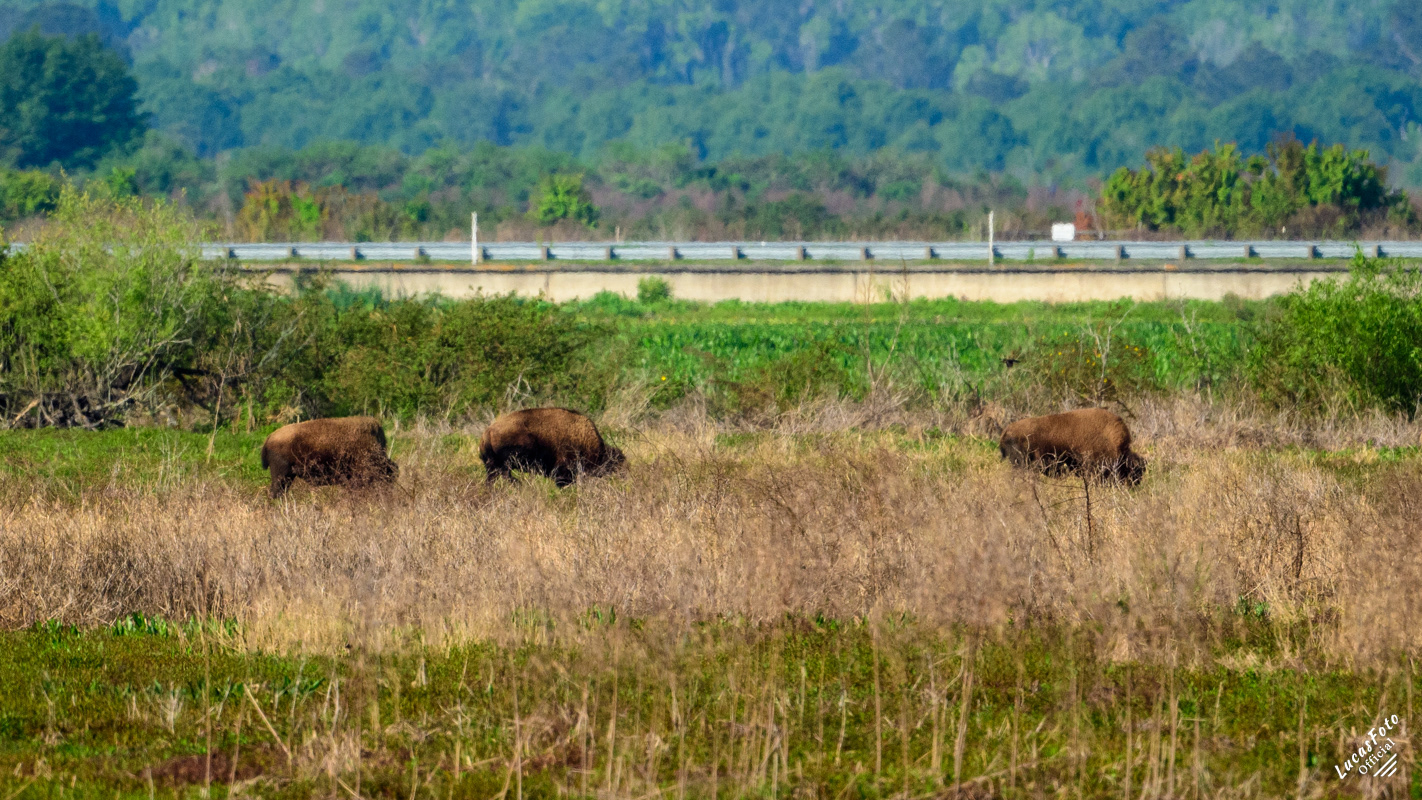 Bison
