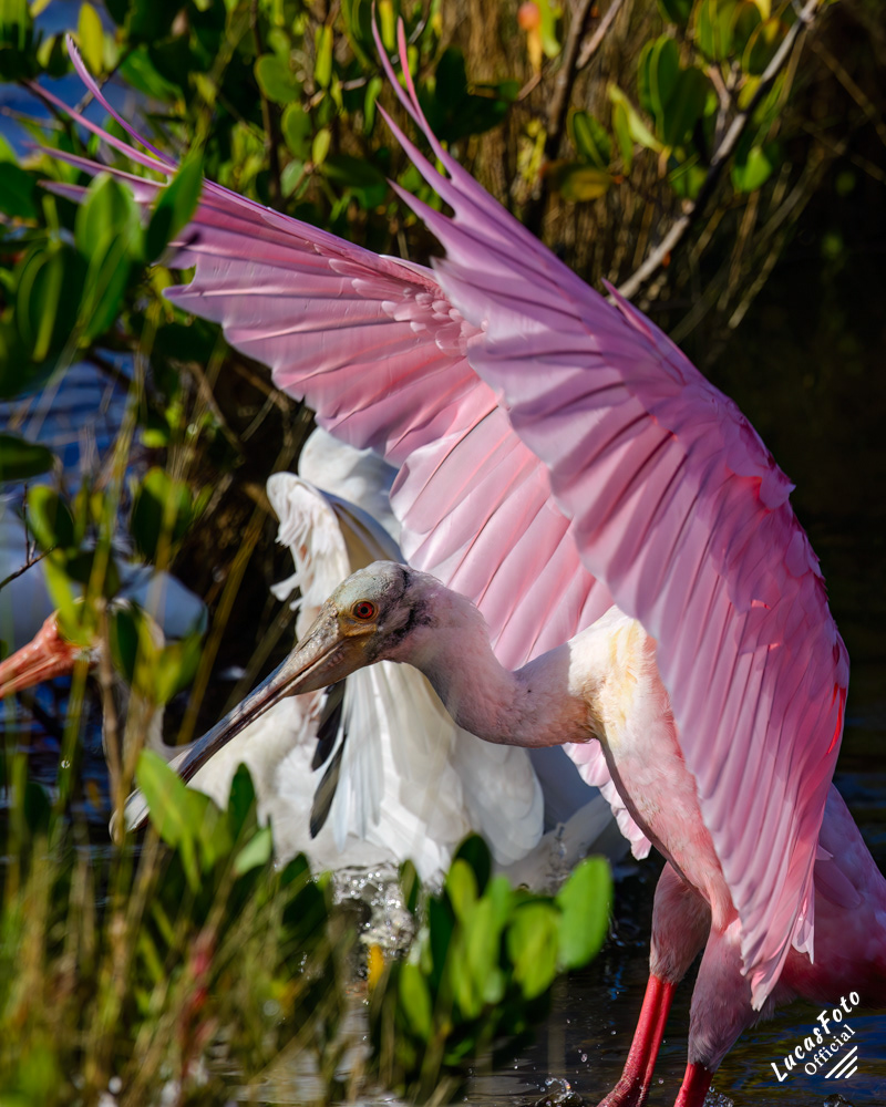 Roseate Spoonbill