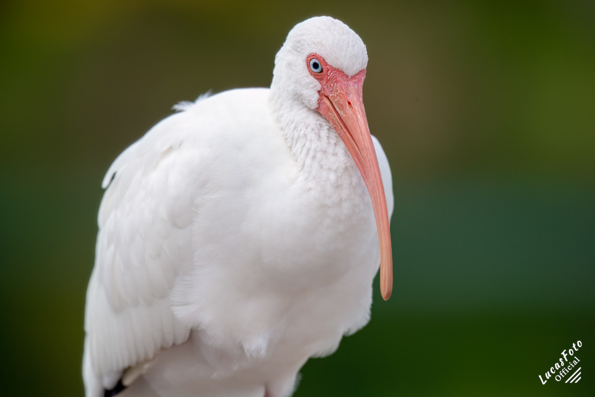 White Ibis