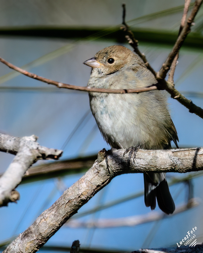 Juvenile Indigo Bunting