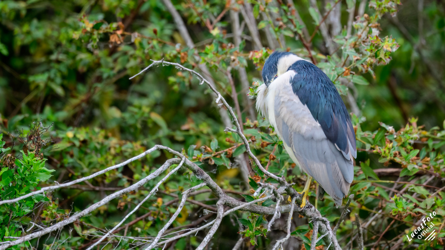 Black-crowned Night Heron