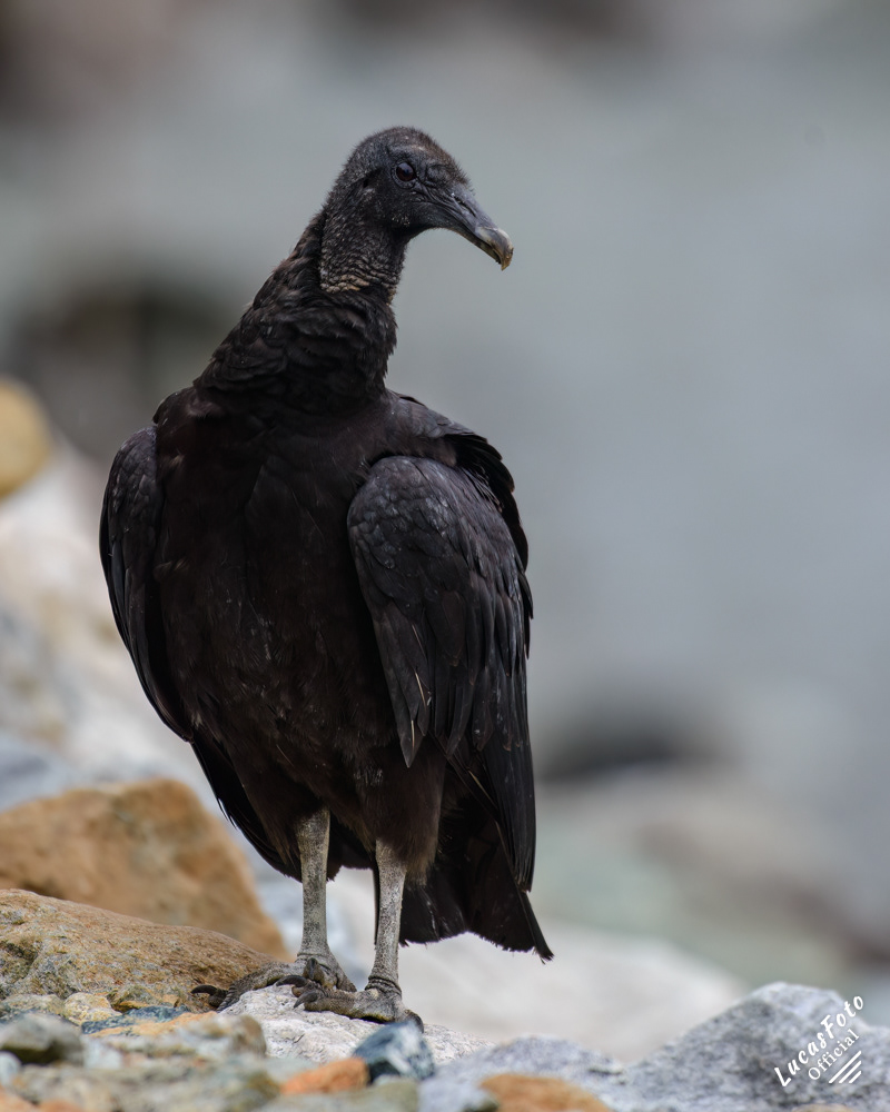 Black Vulture