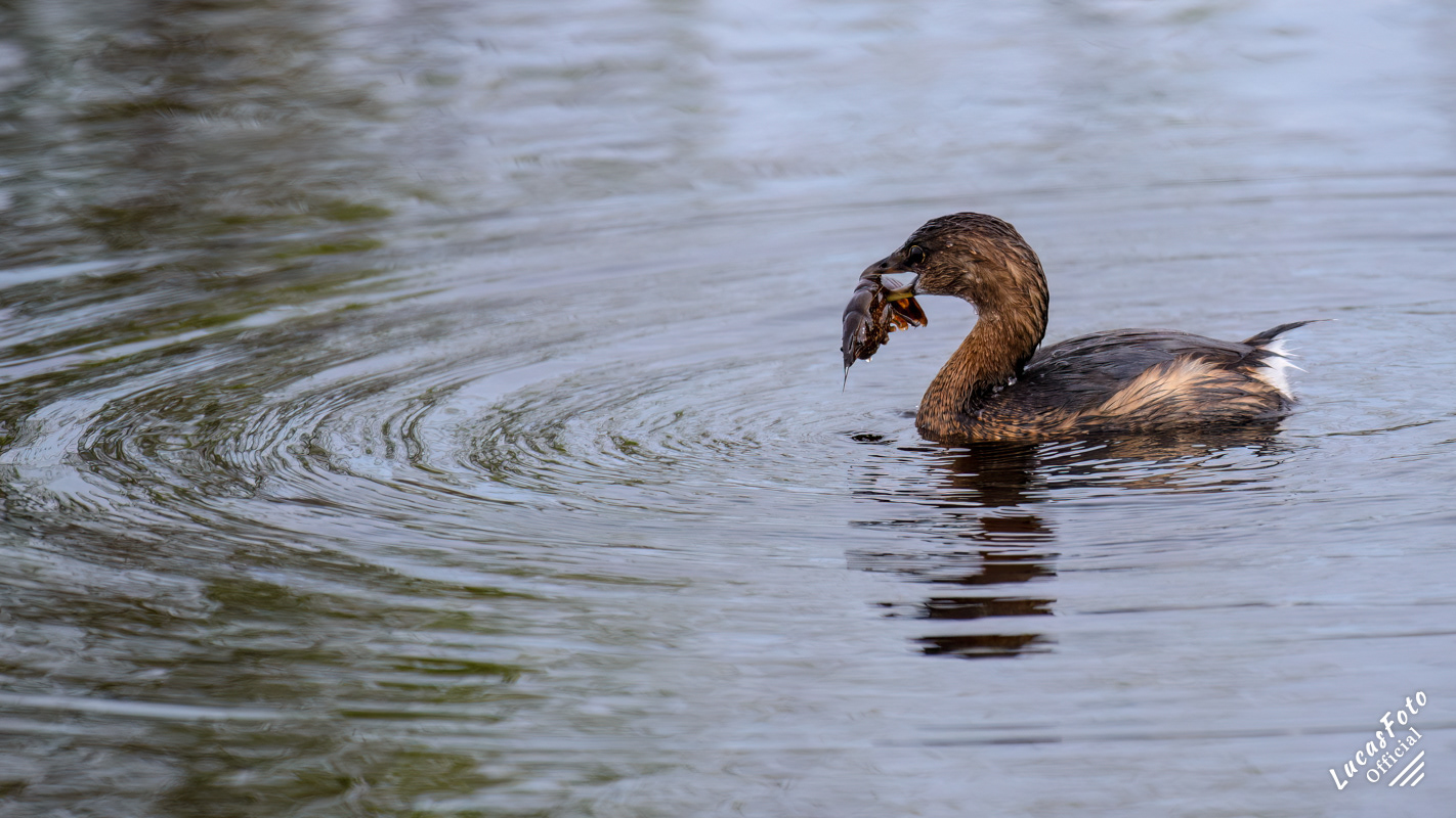Pied-billed Grebe