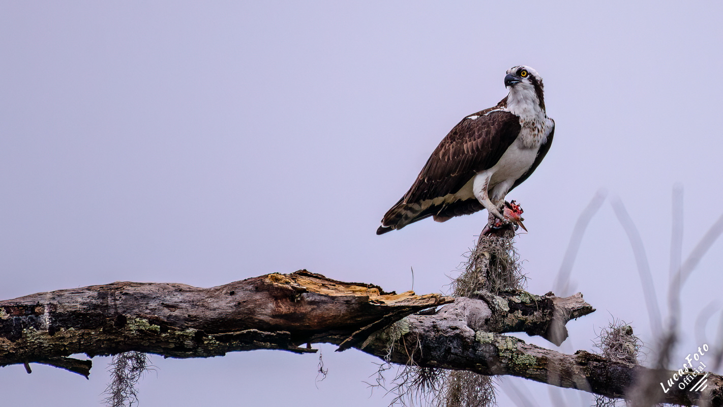 Osprey