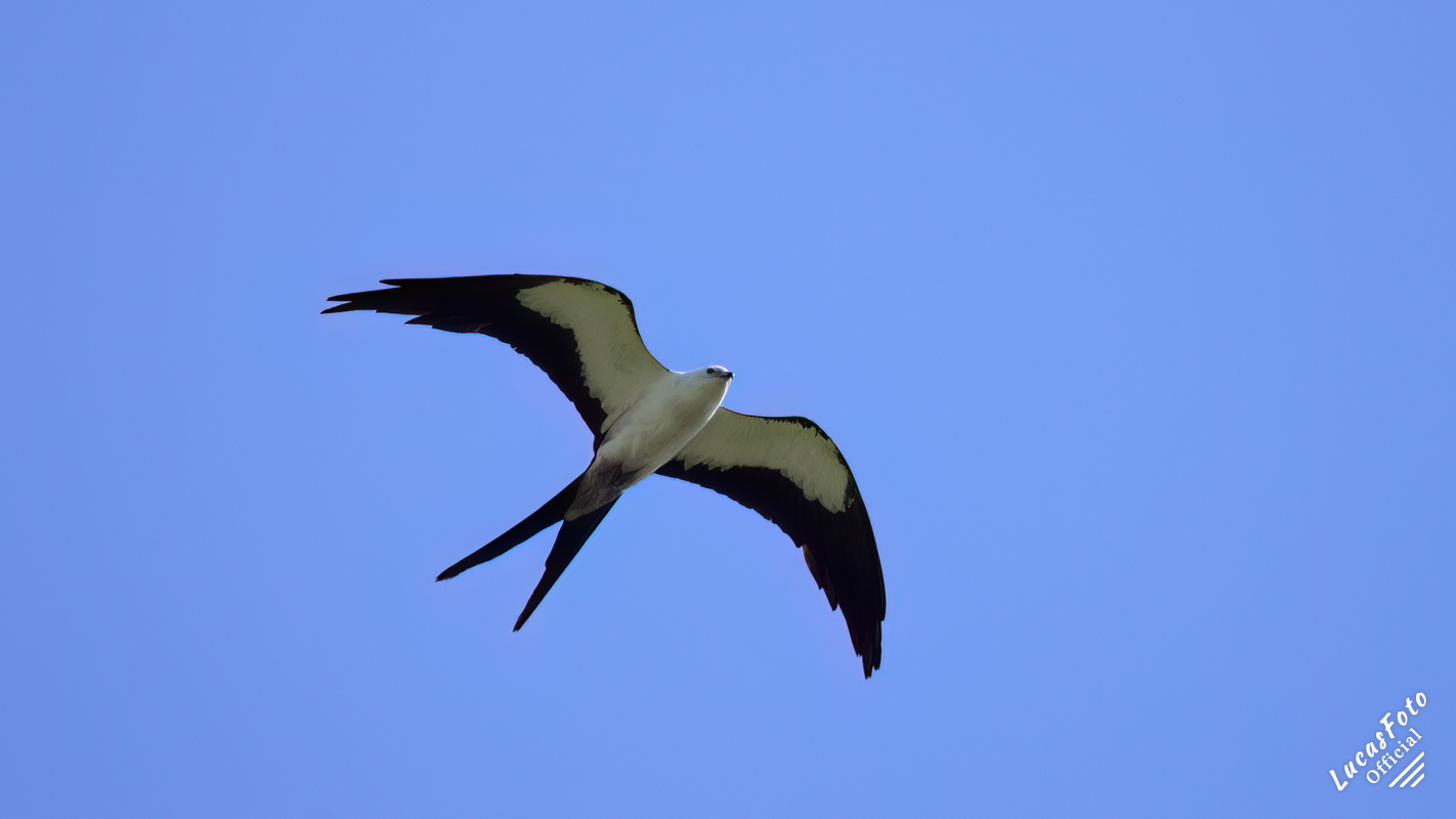 Swallow-tailed Kite