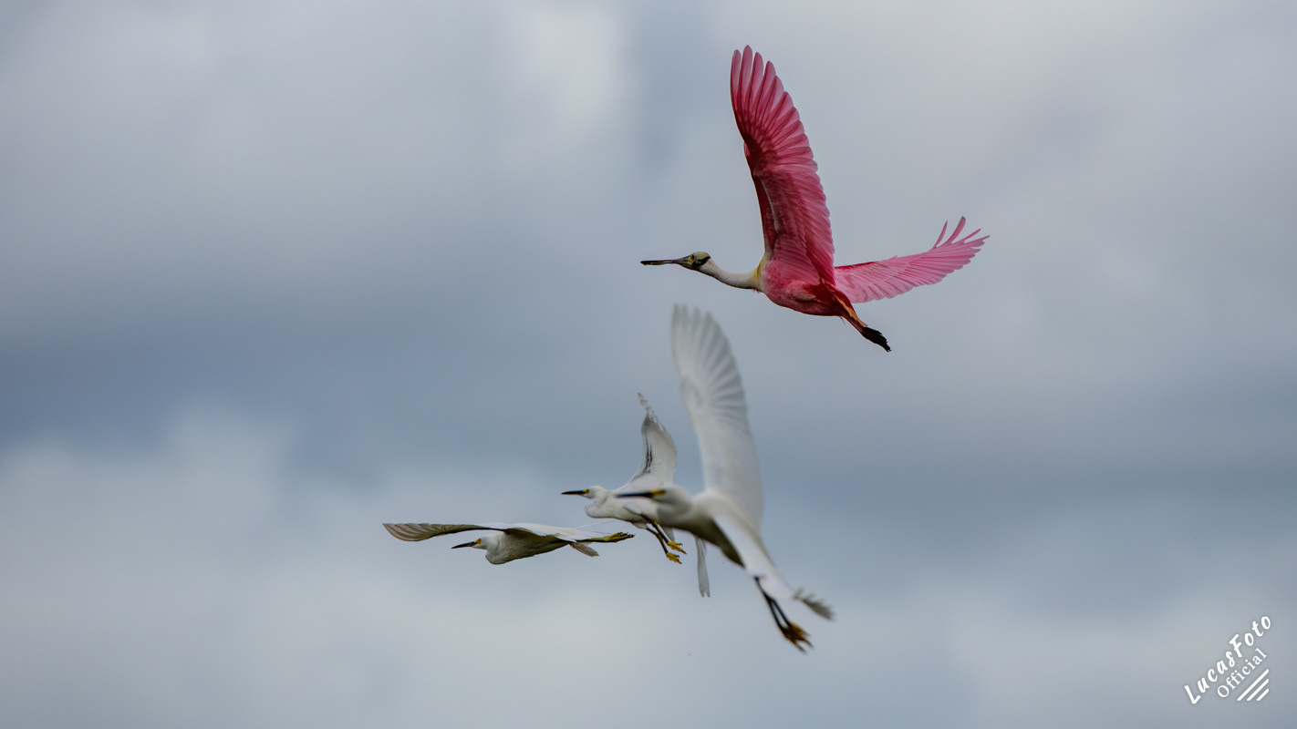 Snowy Egret / Roseate Spoonbill