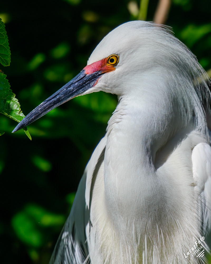 Snowy Egret