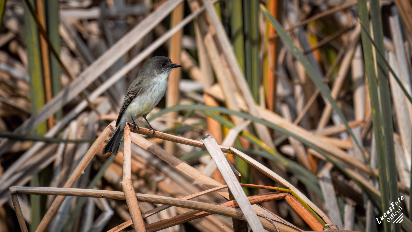 Eastern Phoebe