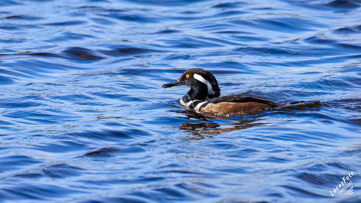 Hooded Merganser
