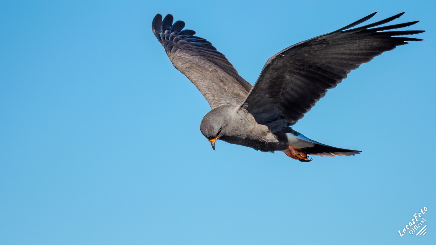 Snail Kite