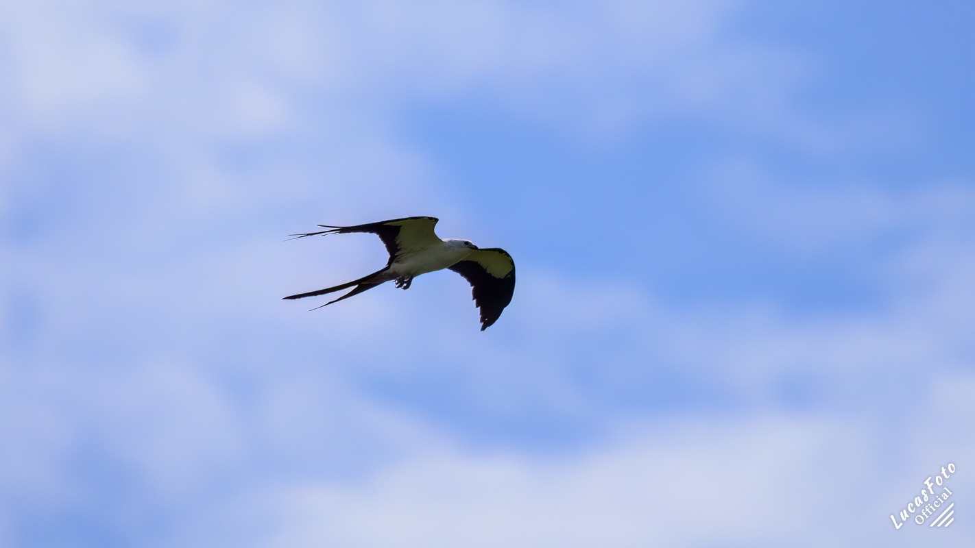 Swallow-tailed Kite