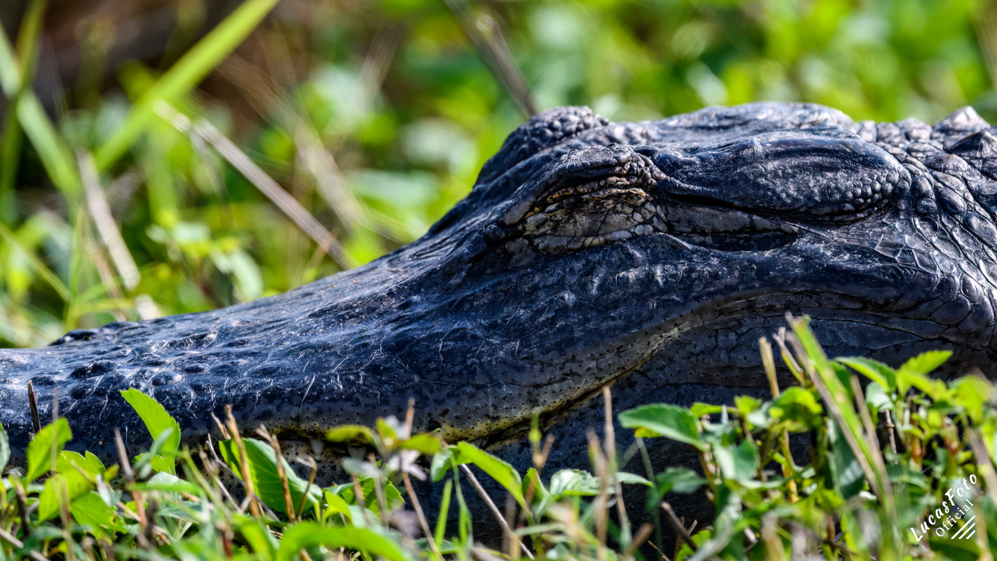 Alligator