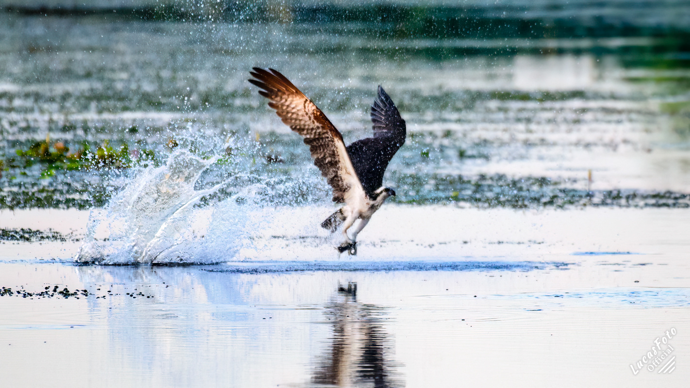 Osprey