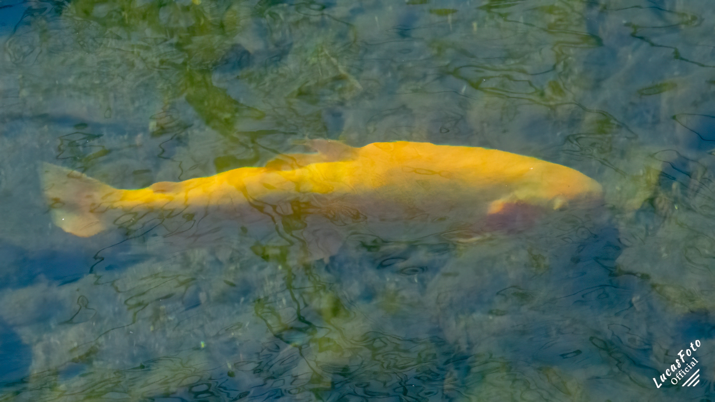 Golden Trout
