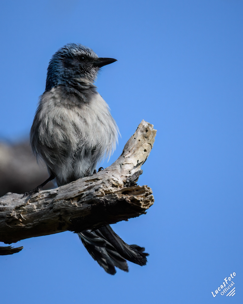 Florida Scrub Jay