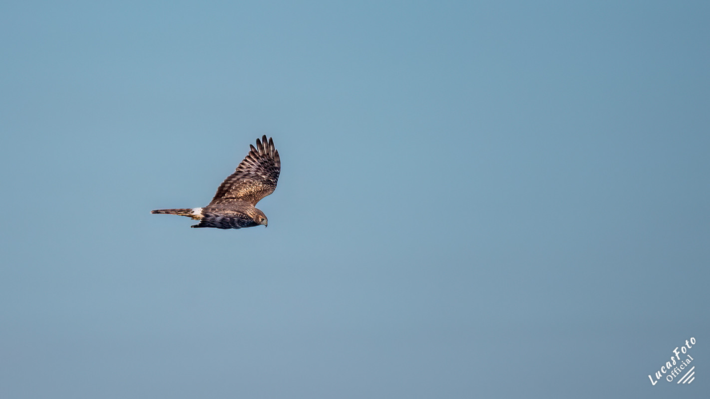 Northern Harrier