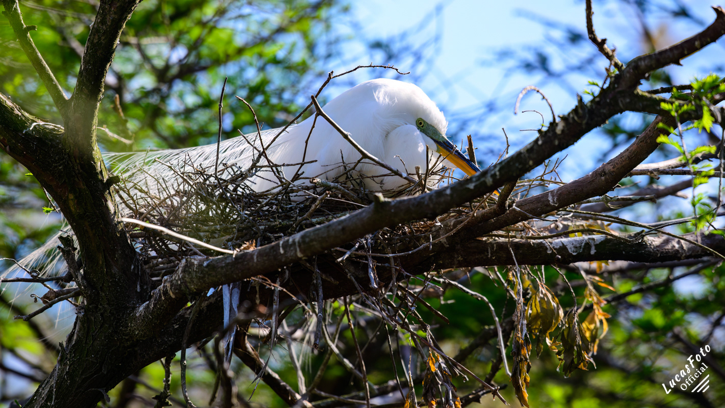 Great Egret