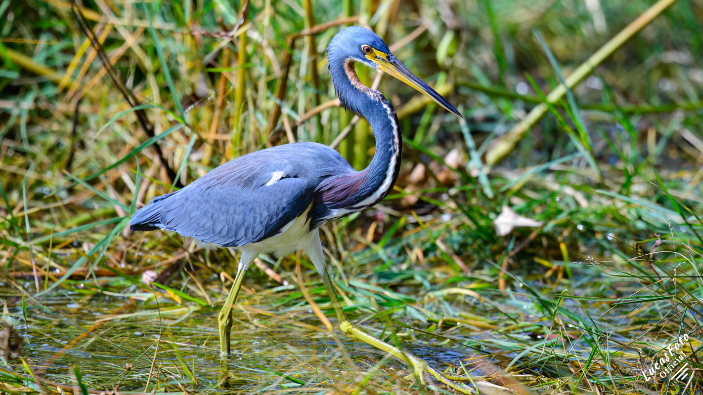Tricolored Heron