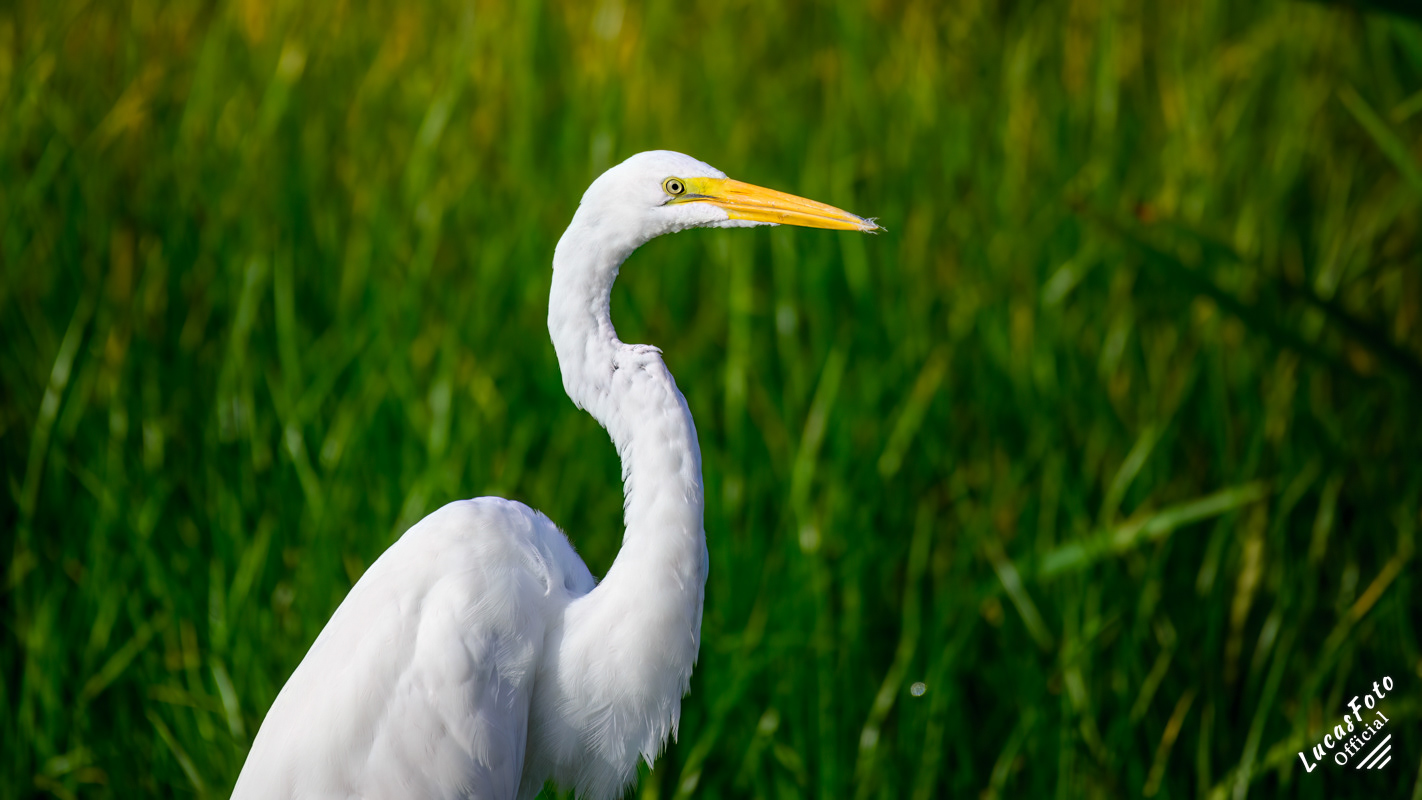 Great Egret