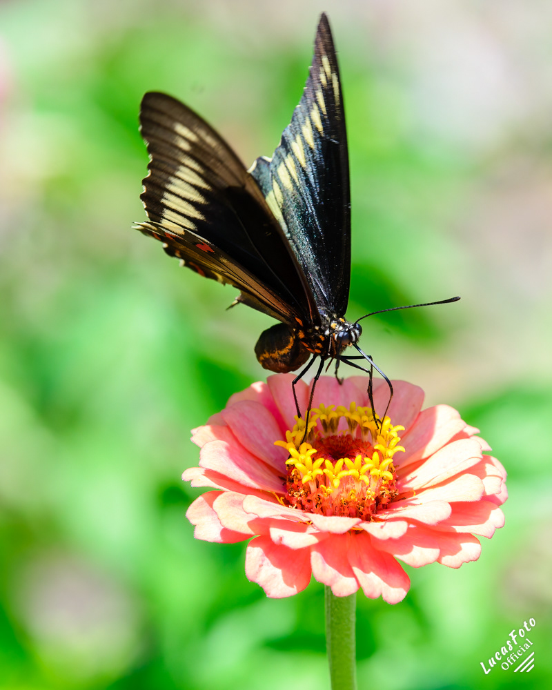 Polydamas swallowtail