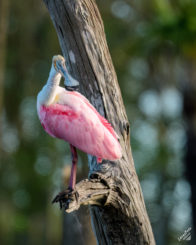 Roseate Spoonbill