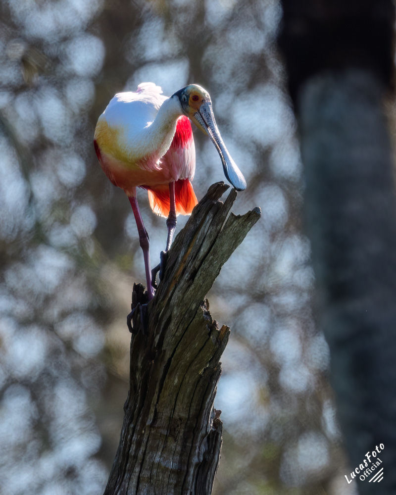 Roseate Spoonbill