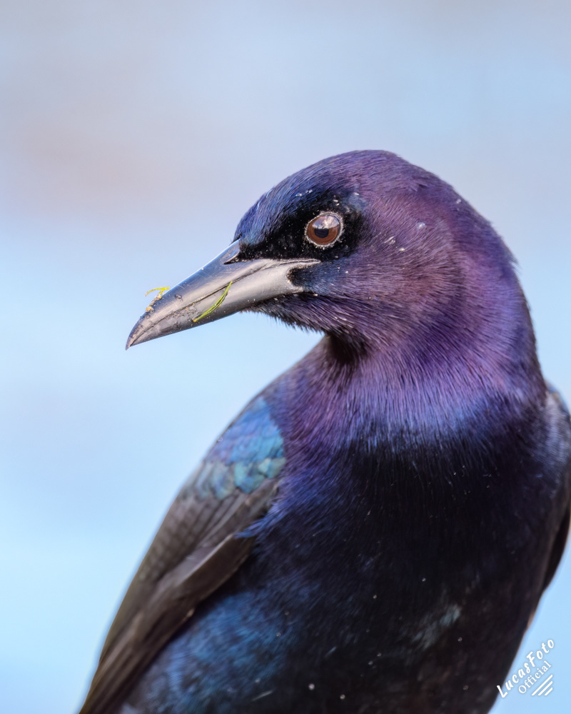 Boat-tailed Grackle