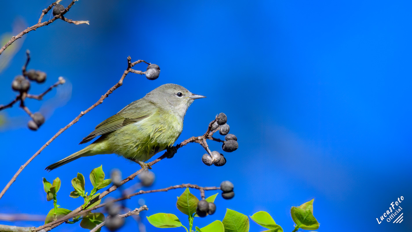 Orange-crowned Warbler