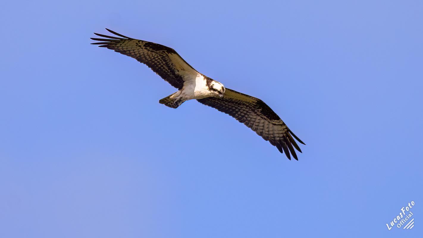 Osprey
