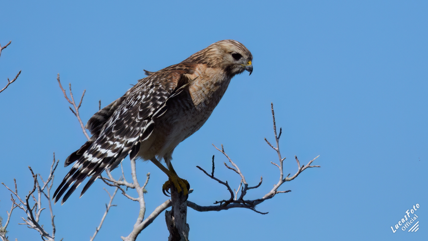 Red-shouldered Hawk